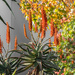 Estate flowers 7