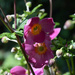 Eriocapitella hupehensis