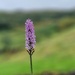 wild orchid by christophercox