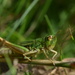Grasshopper #2