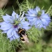 Love-in-a-Mist