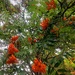 Rowan berries