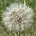 Puffball