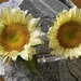 Bought these sunflowers yesterday 