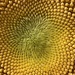 Centre of sunflower 