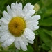 Daisy Drops 