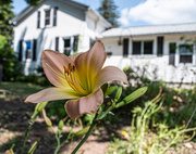 27th Jul 2025 - Lily