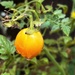 Cherry Tomato After the Rain. by marylandgirl58