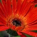 Another Gerbera View with Rain Drops by marylandgirl58