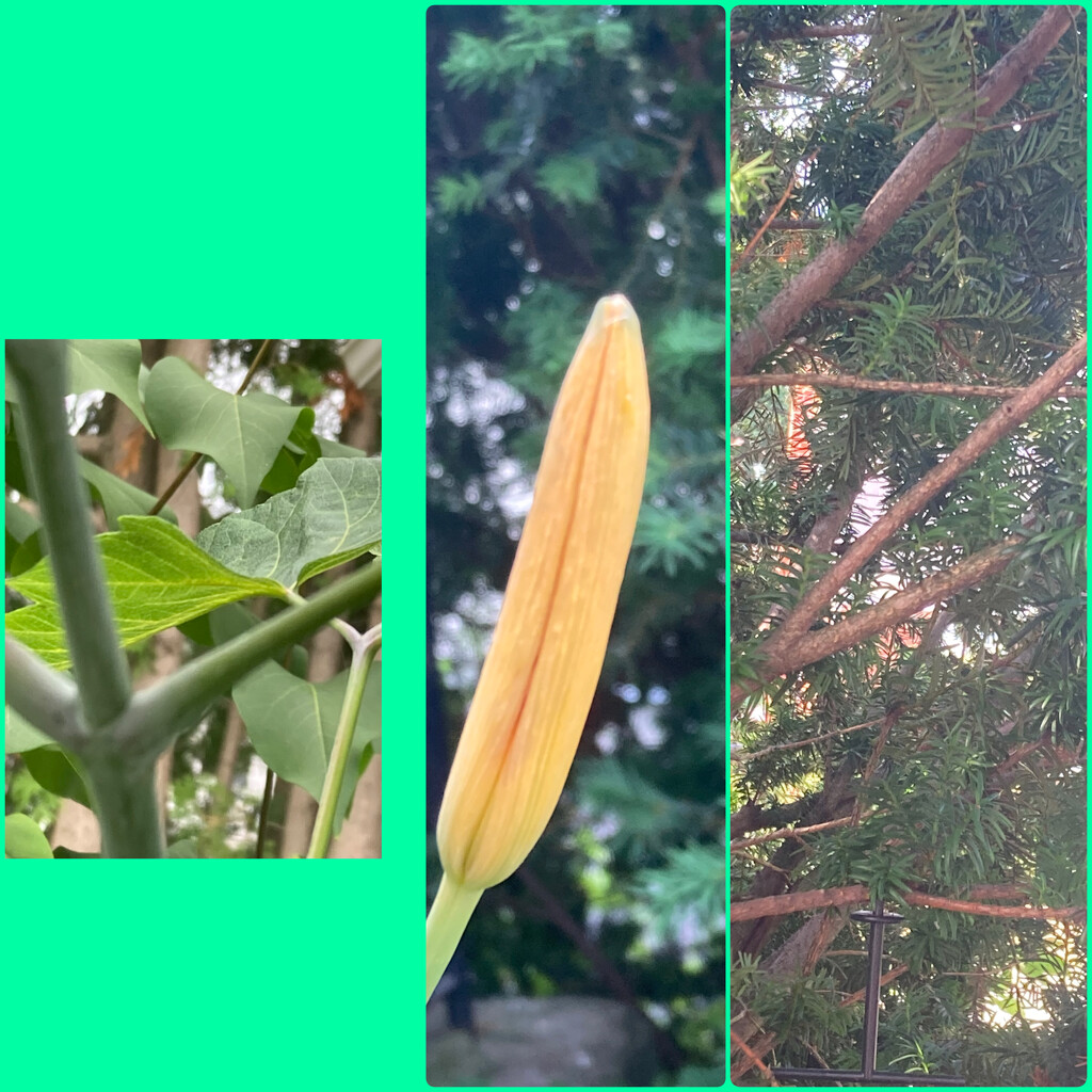 It's My Name! by spanishliz