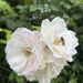 Pretty