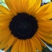 A Little Sunshine in the Middle of a Storm