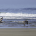 Brown Pelicans Being Watched