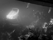 27th Jul 2025 - the murky deep