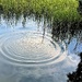Ripples in the marsh creek