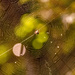 Spider Web With the Spider in the Middle!