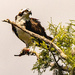 Osprey With A Snack In It's Claw!