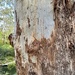 Poor Tree