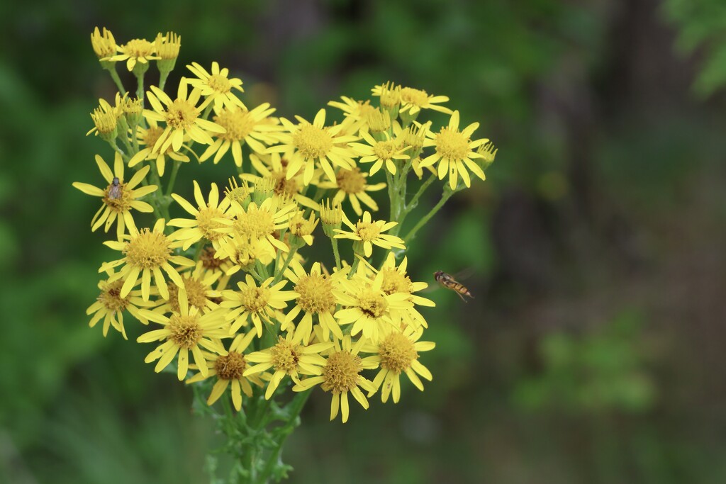 Common Ragwort by Issi Bannerman · 365 Project