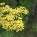 Common Ragwort 