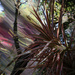 ICM - the front garden.