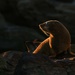 Glorious Morning - Seal Says