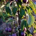 Crab-apples catch the early morning sun.