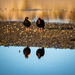 Double reflection