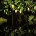 Another hellebore