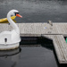 The swan and the heron by helstor365