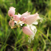 Bladder Campion by juliedduncan