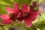 28th Jul 2025 - Cosmos by 3~~~~~