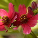 Cosmos by 3~~~~~