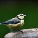 Fluffy litttle blue tit by rosiekind