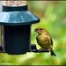 Dear little greenfinch