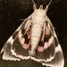 Underside……