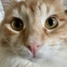 Angus