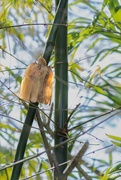 28th Jul 2025 - Bamboo Culms