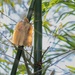 Bamboo Culms
