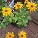 Rudbeckia marmalade 
