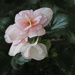 Begonia