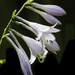 Hosta Blossoms by skipt07