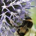 Busy Bee  by phil_sandford
