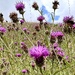 Knapweed by pamknowler