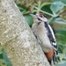 Greater Spotted Woodpecker by phil_sandford