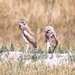 burrowing owls