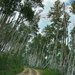 Aspen Grove by k9photo