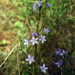Wild flowers