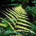 Sunlit Fern