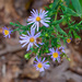 Blue Aster...